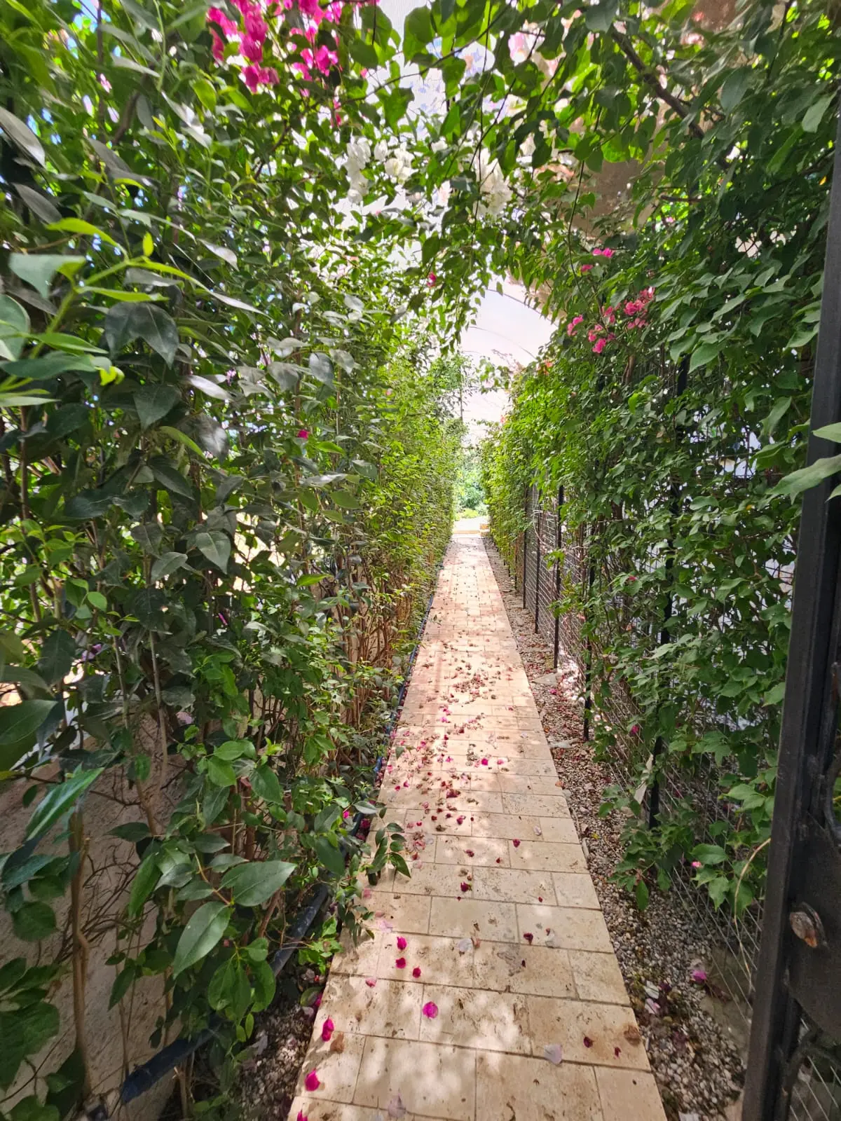 Mature garden